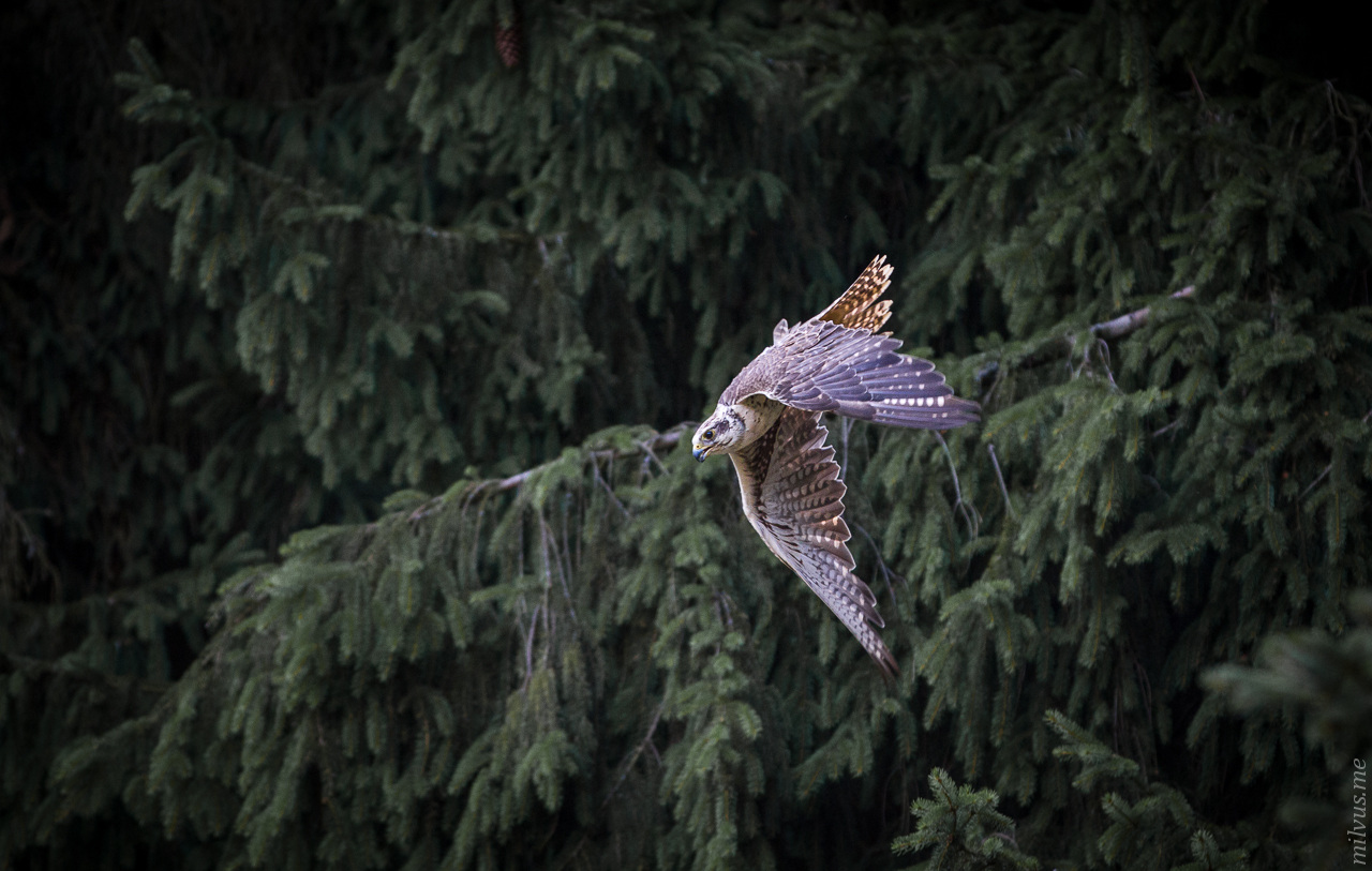 SakerFalcon