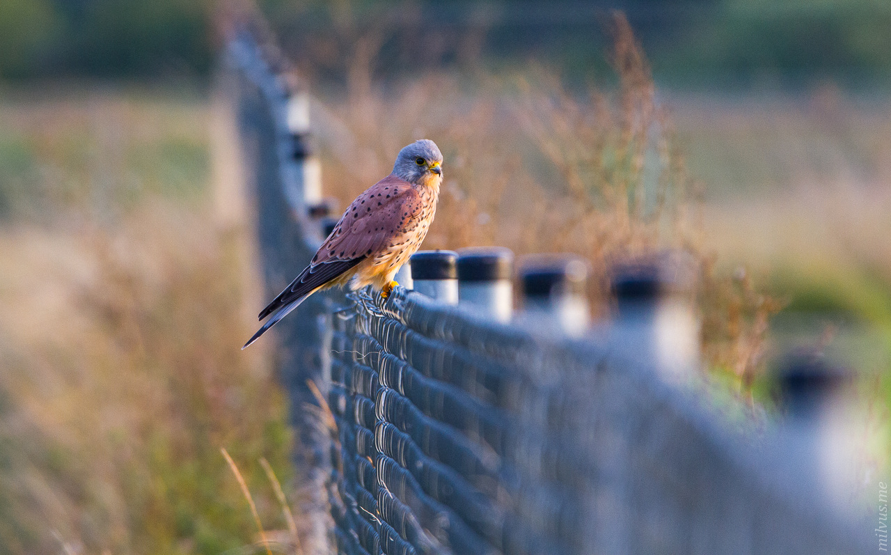 Fence Couching