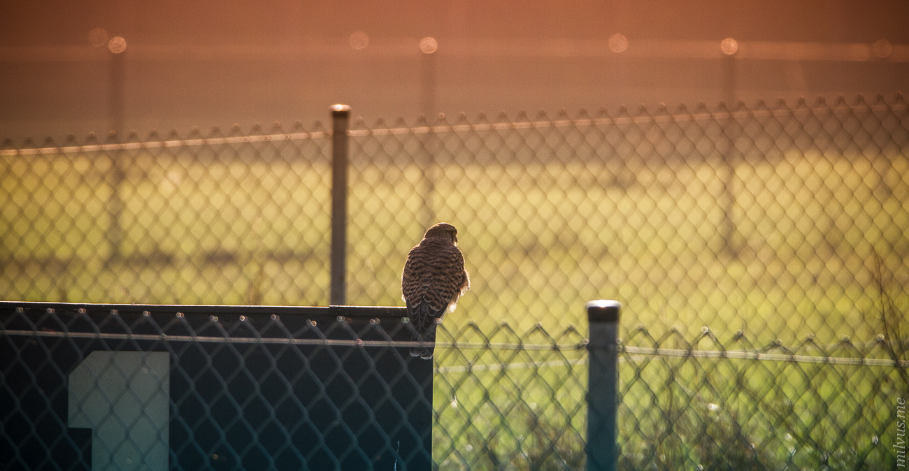 Morning Kestrel