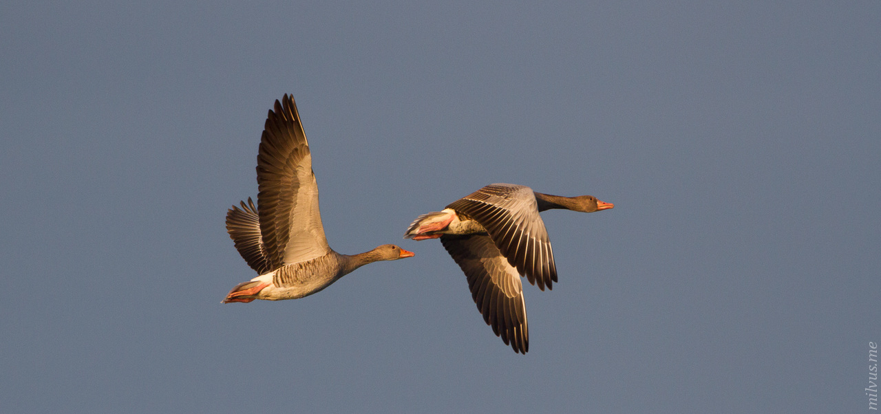 Linum – Geese