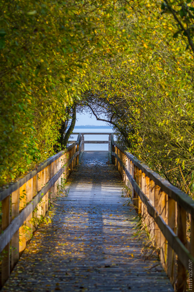 Through the Hedge