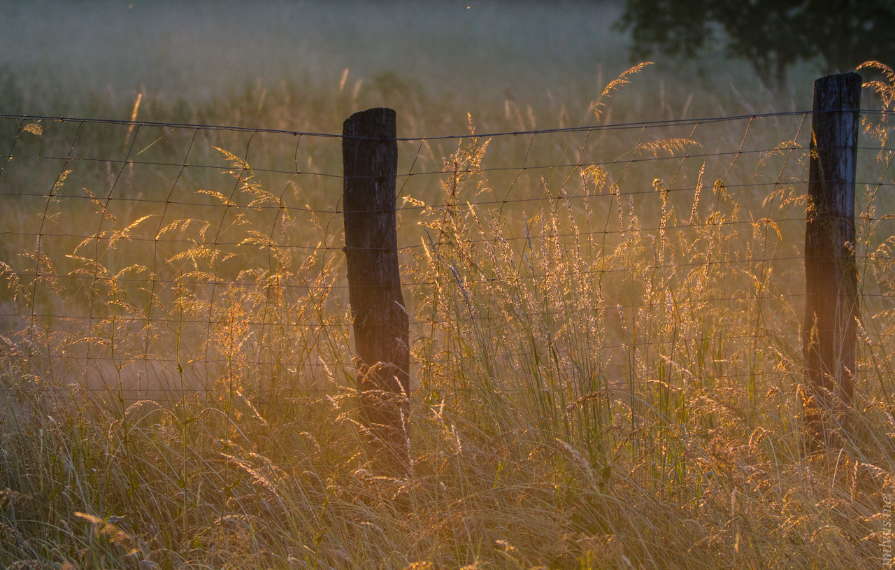 Grass and Mist