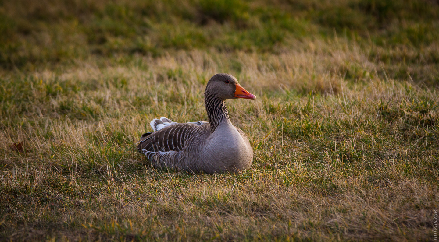 Chilled Greyleg