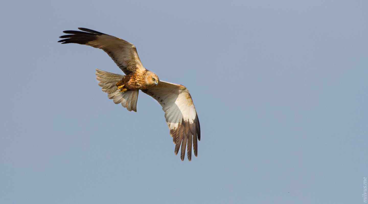 Marsh Harriers