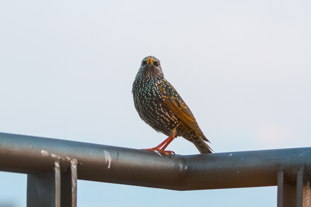 Common Starlings