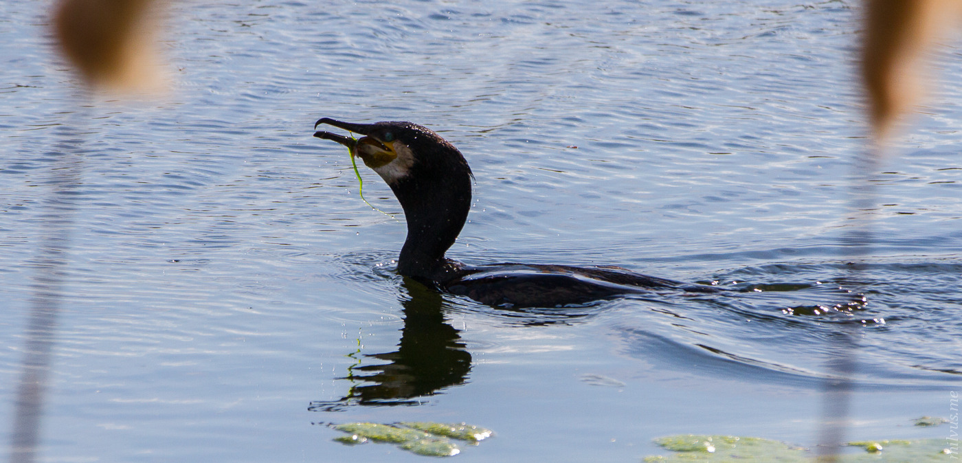 Cormorant