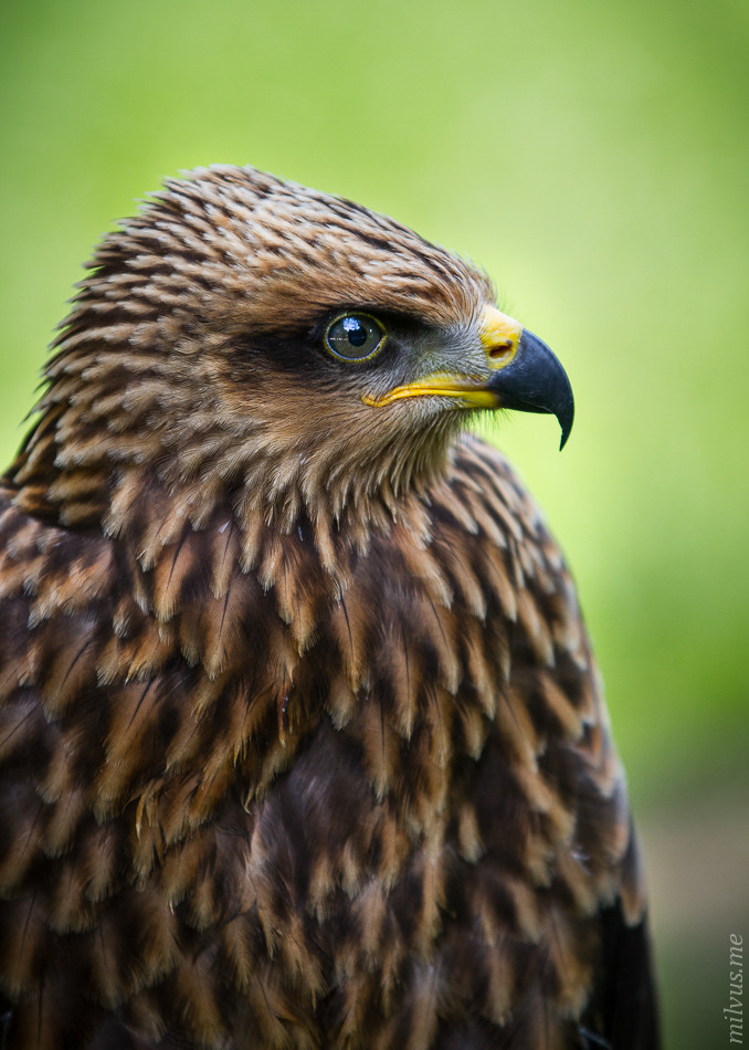 Black Kite