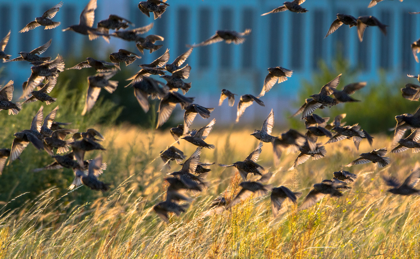 Flocking Starlings