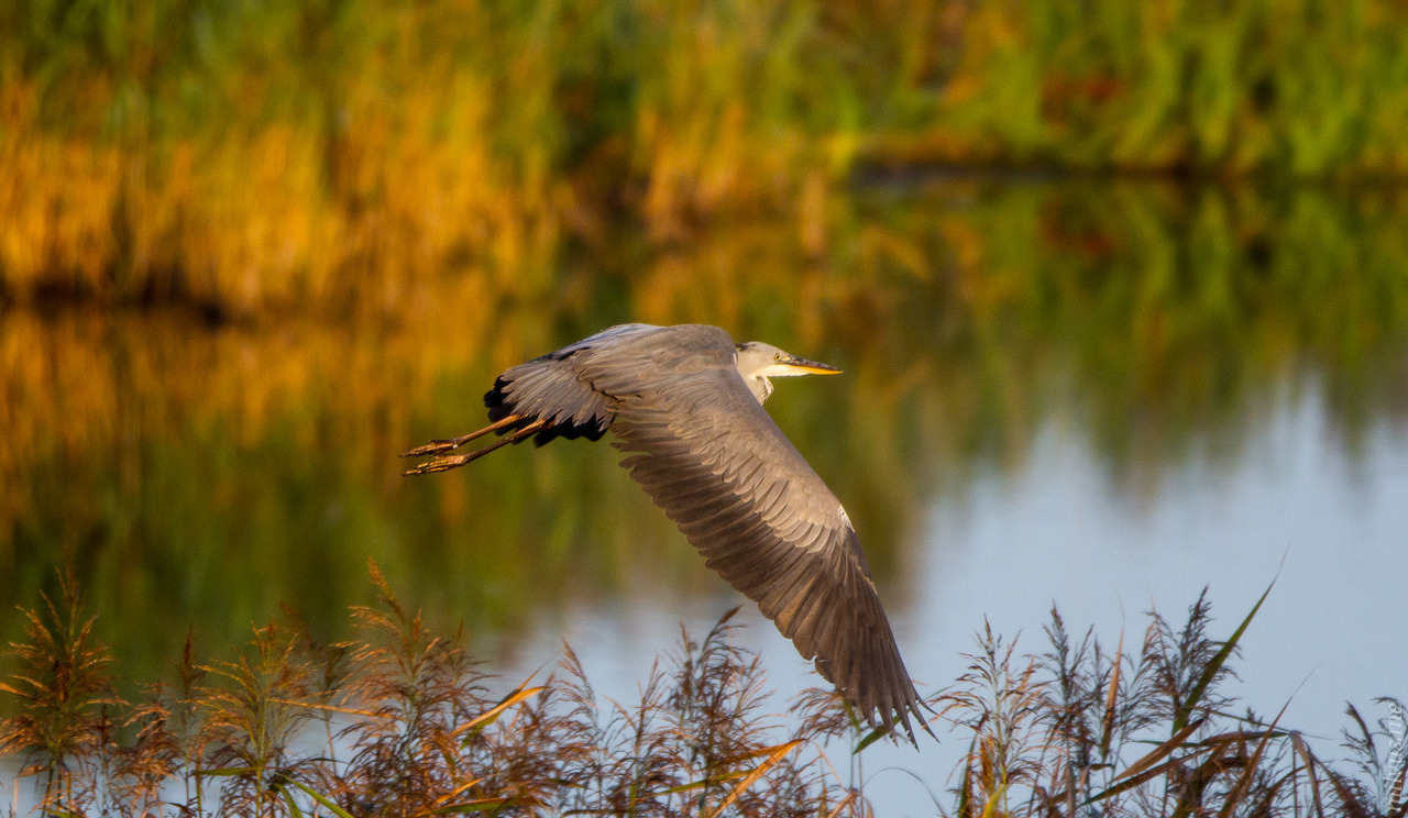 Grey Heron