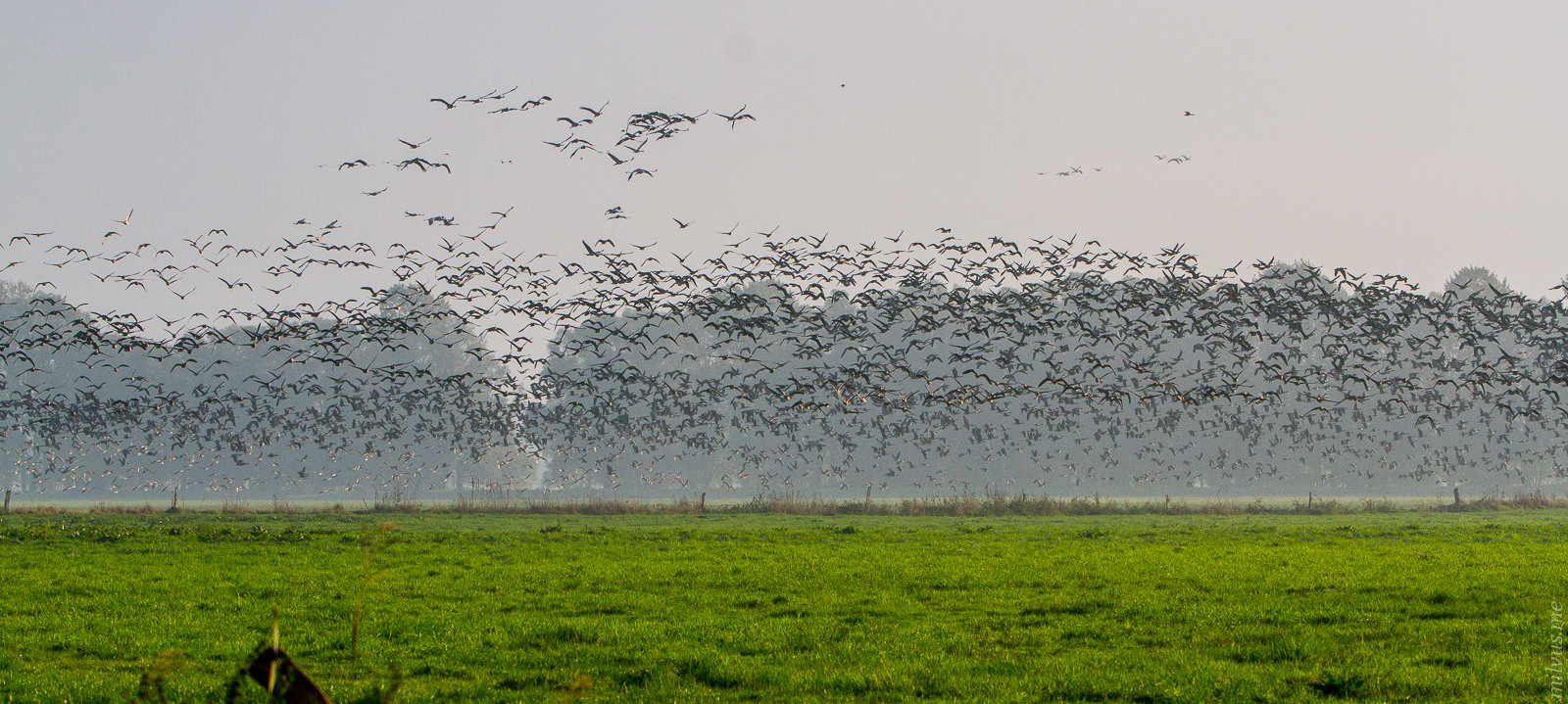 Birdcloud