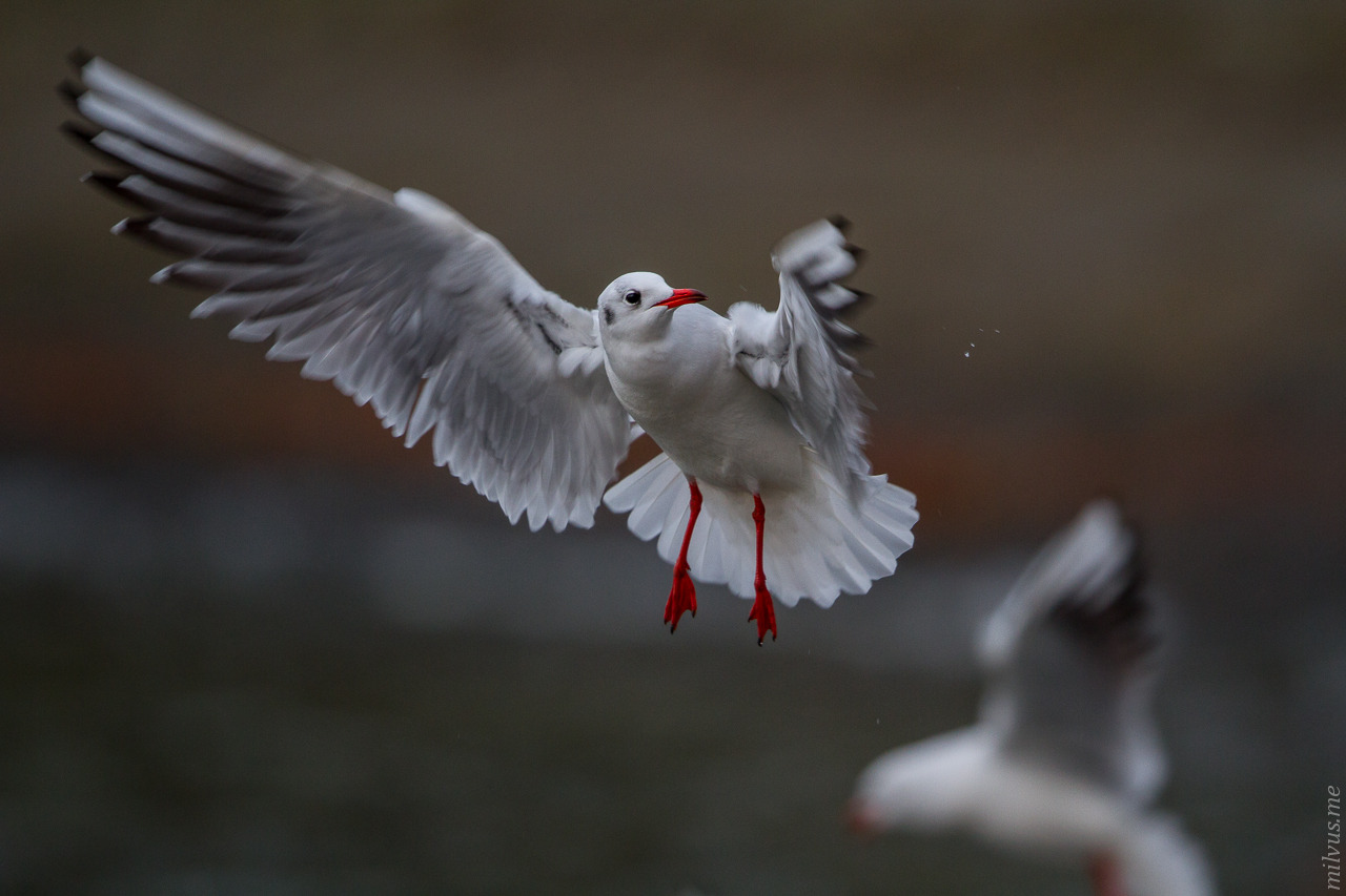 Gulls