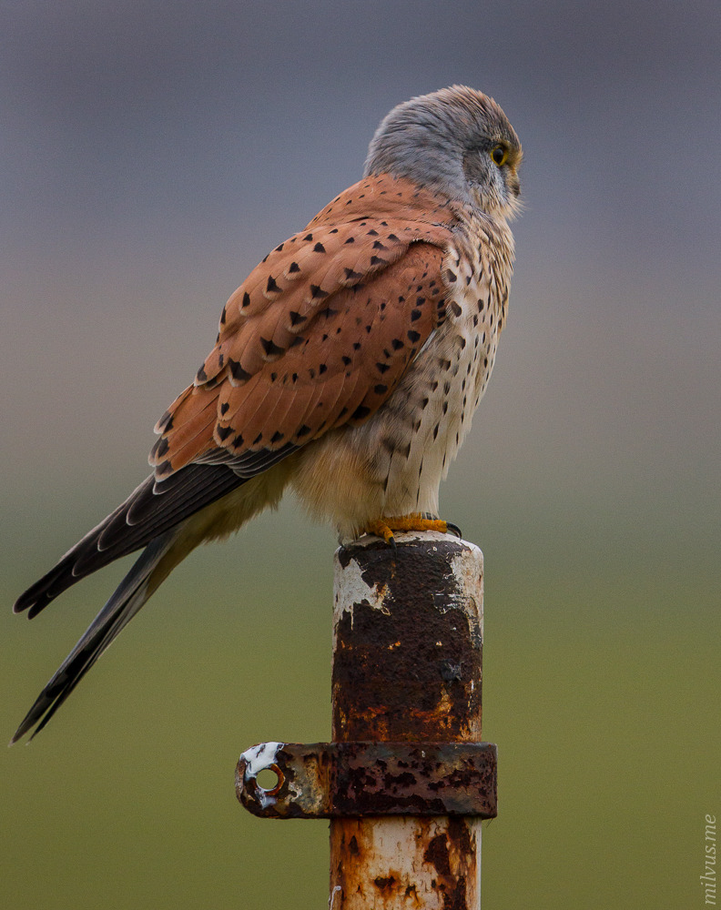 Kestrel