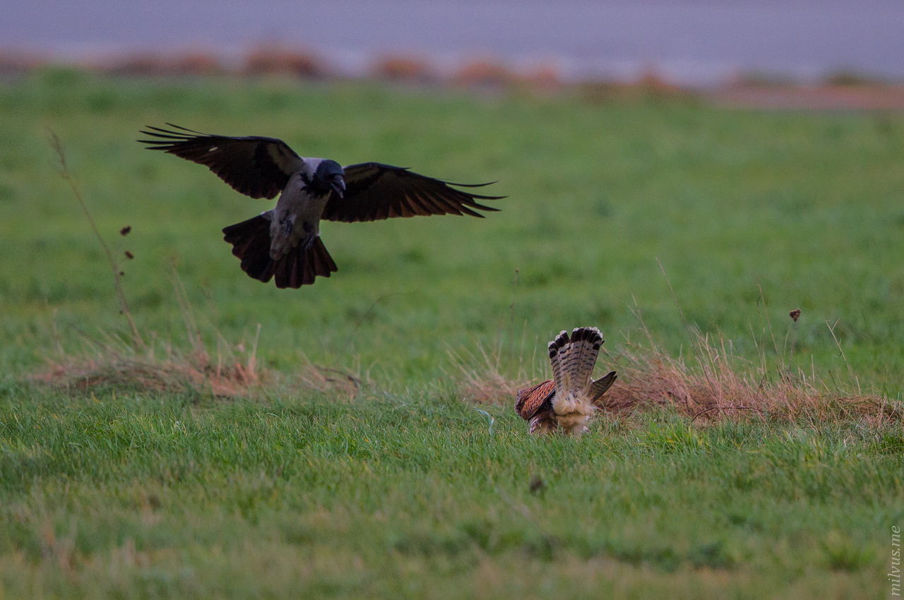 An Avian Lovestory (multiple pictures)