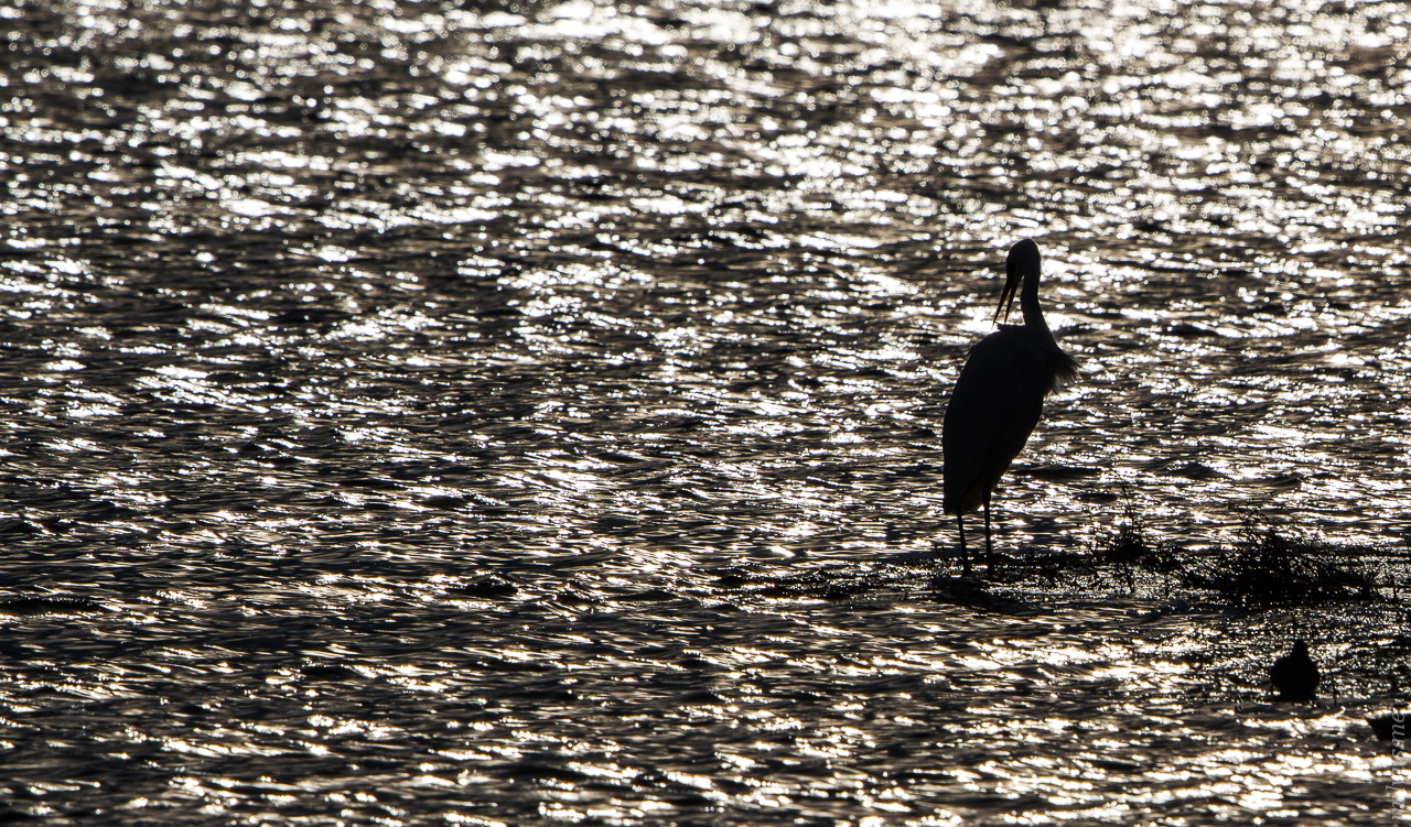 Egrets