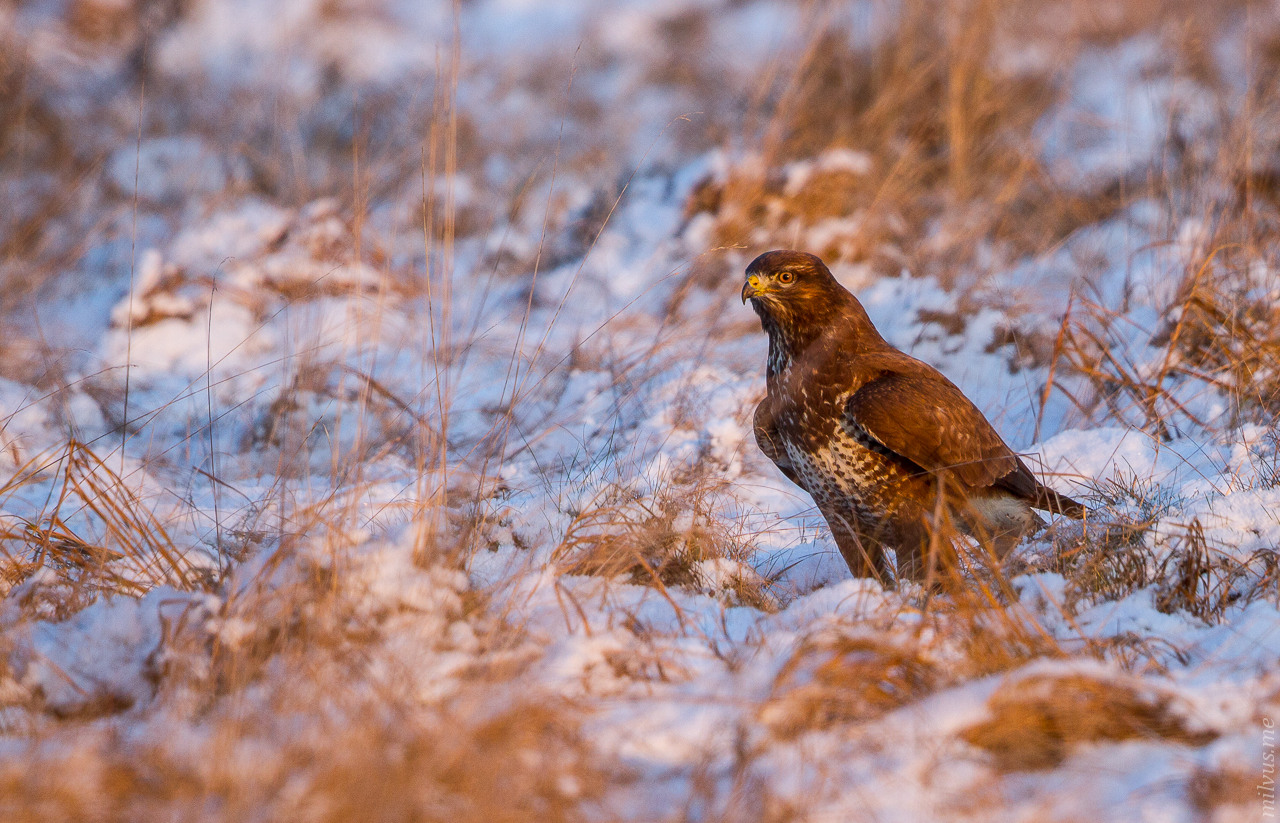 Snowy Buzzard