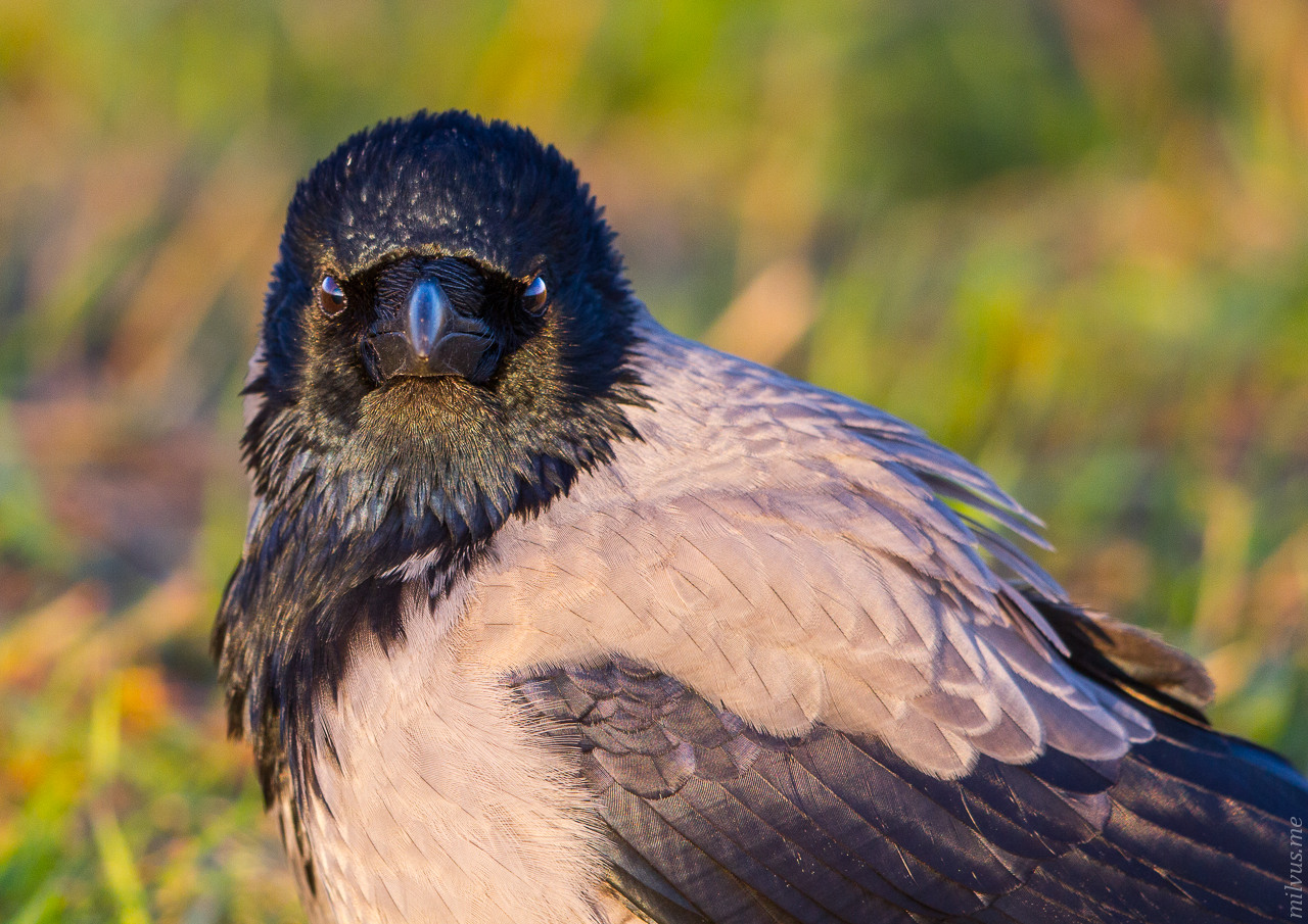 Angry Hooded Bird