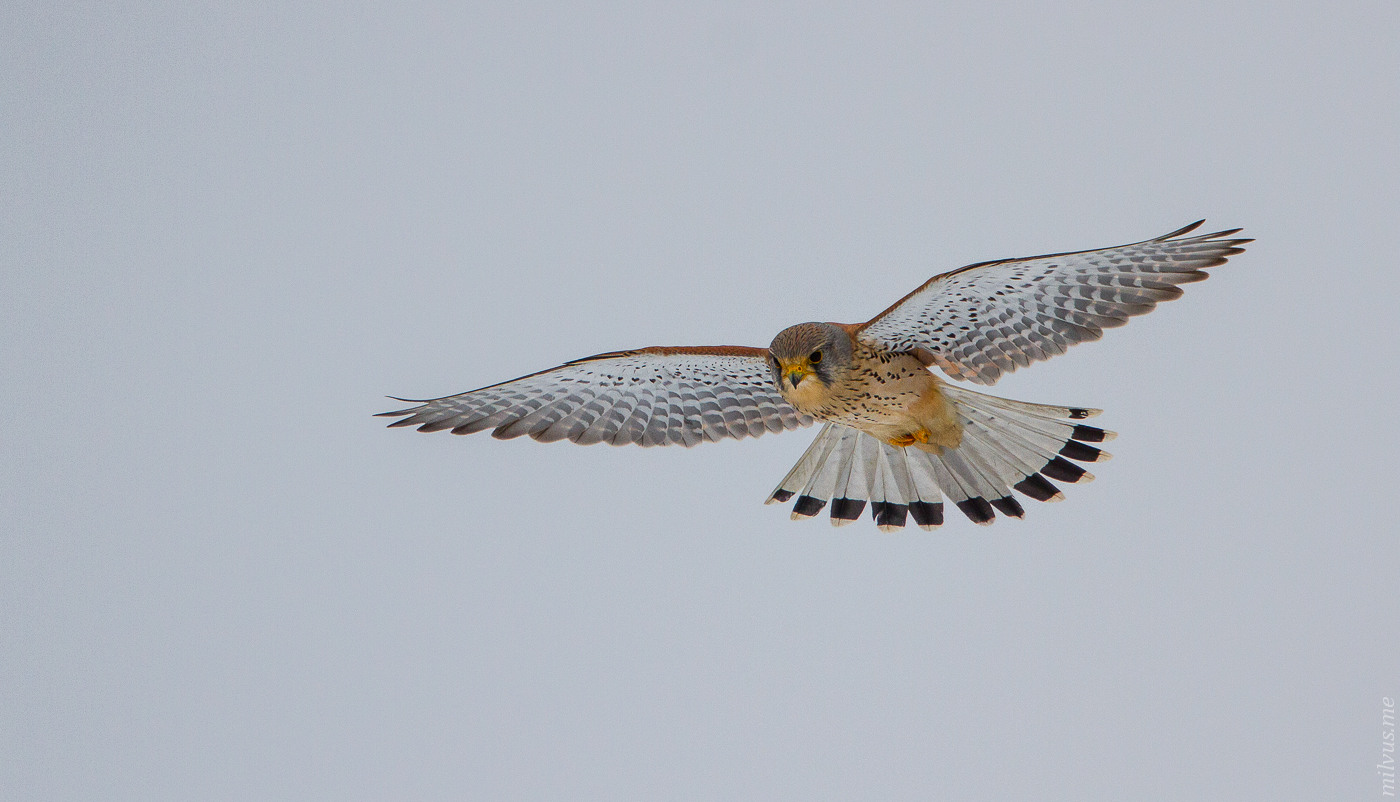 Hunting Kestrel