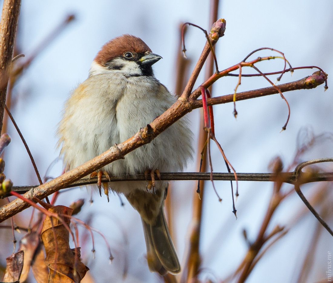 Tree Sparrow