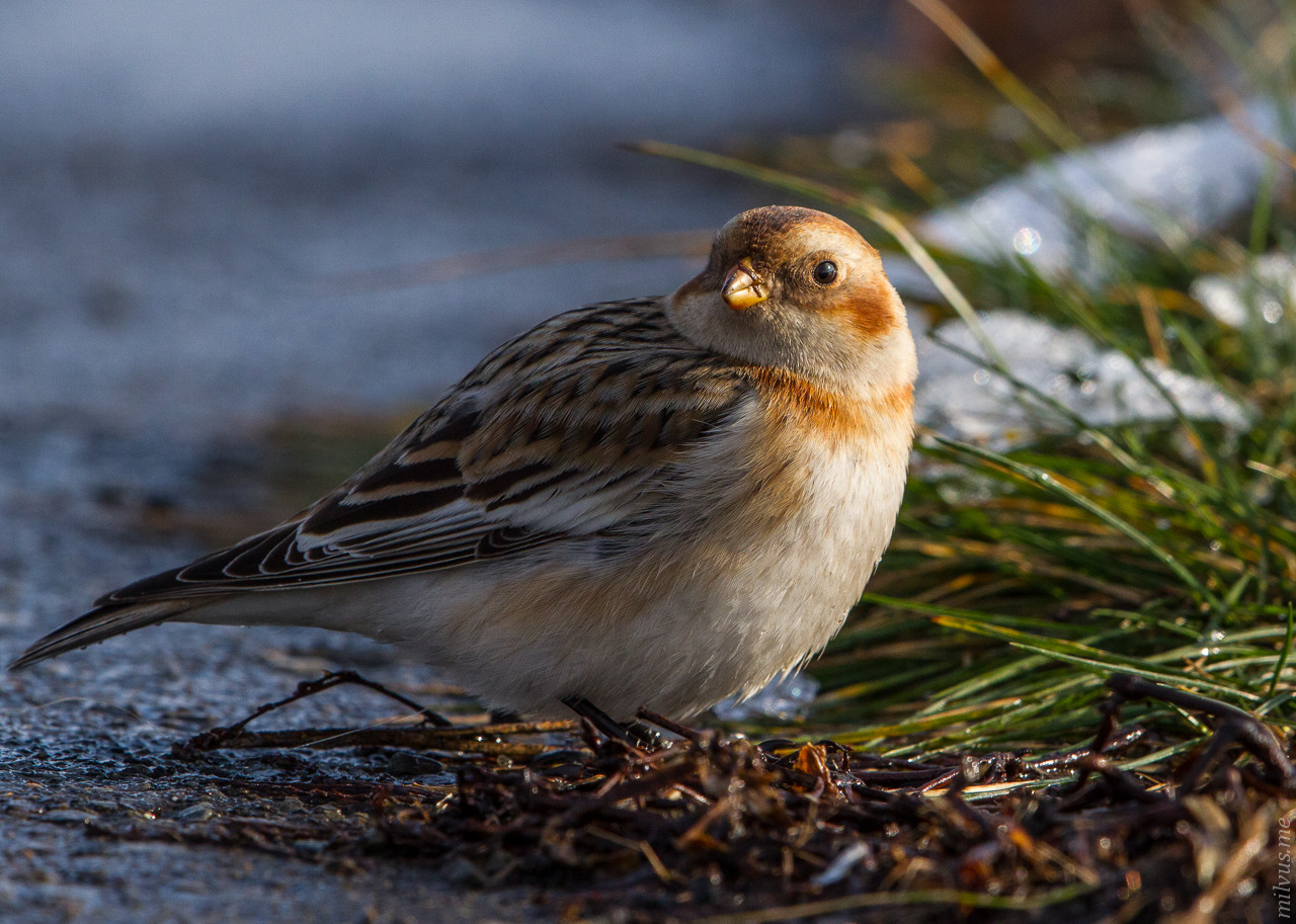 Rarity – Snow Bunting