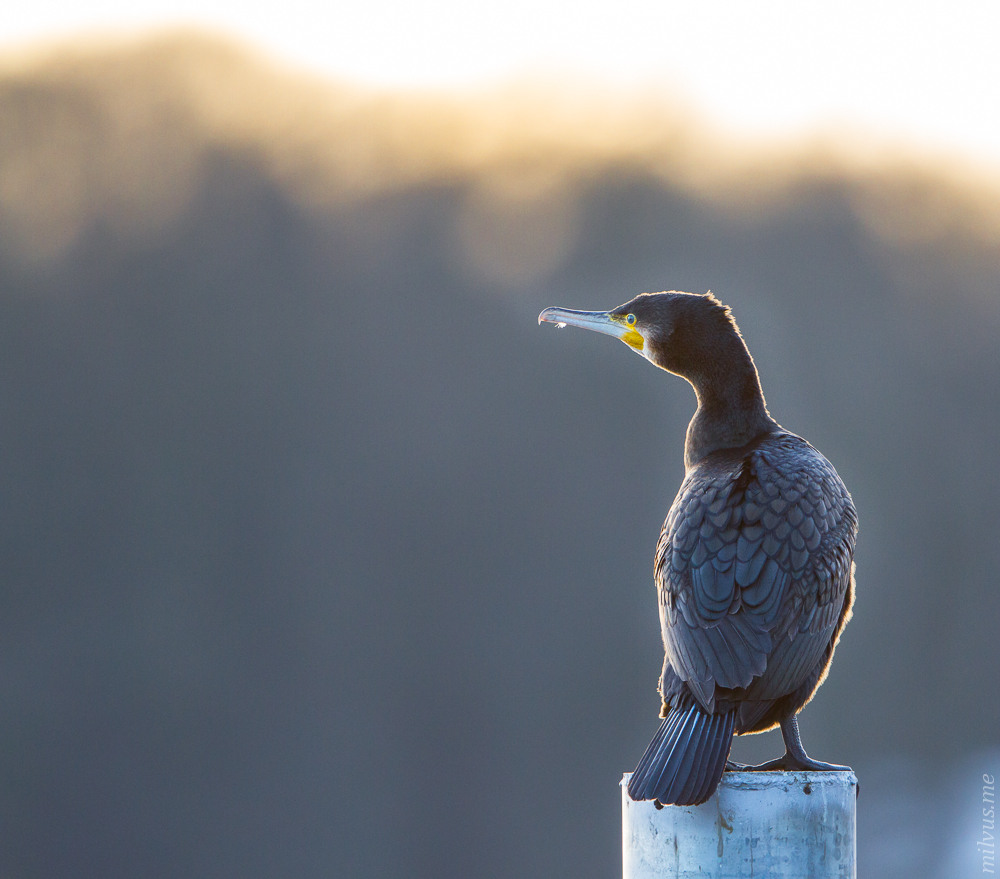 Cormorants