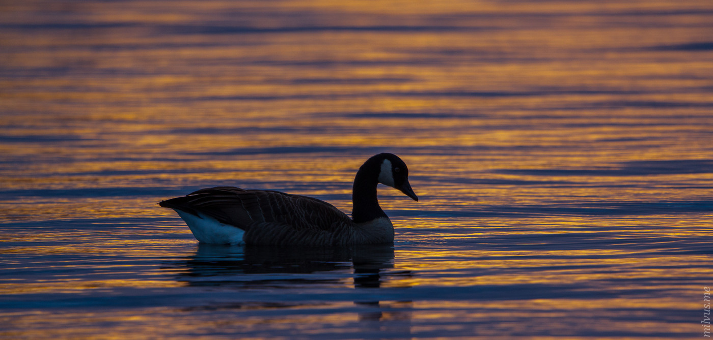 Calm Lake