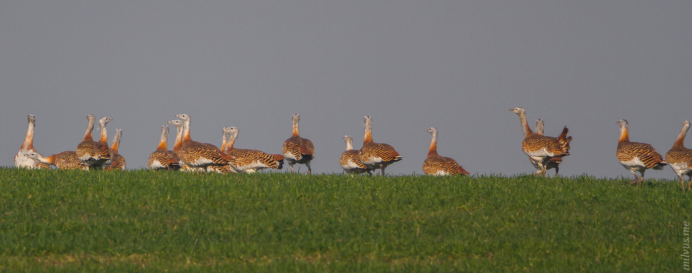 Great Bustard