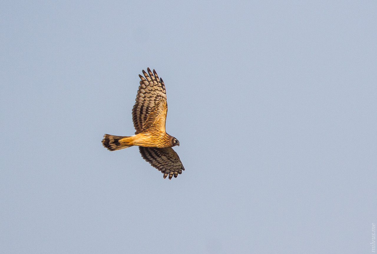 Hen Harrier