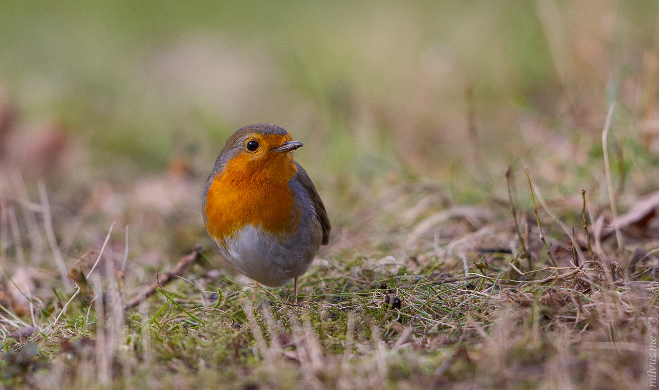 European robin