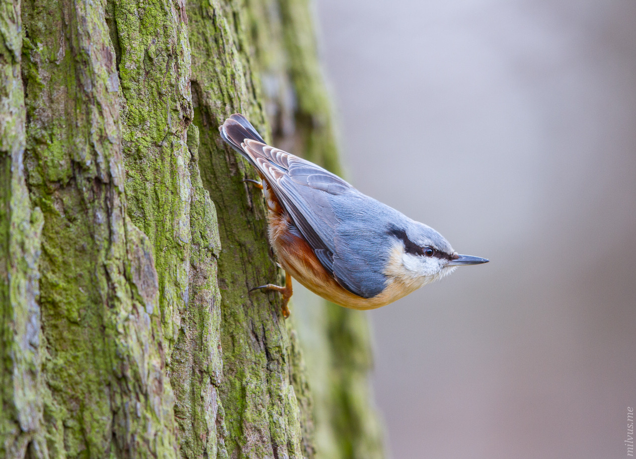 Nuthatch