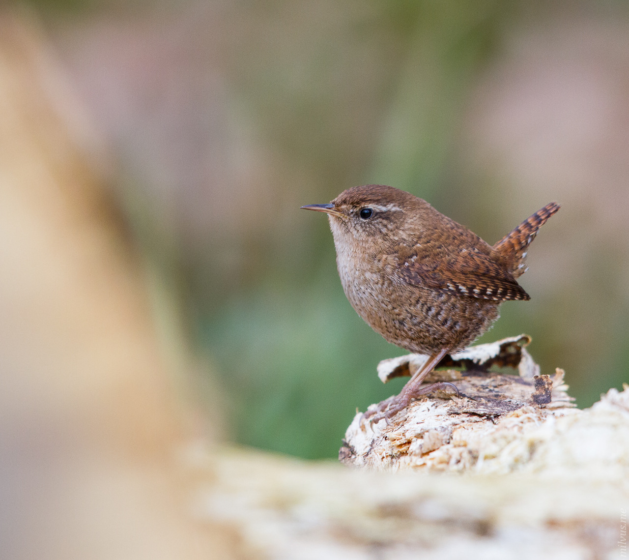 Eurasian wren