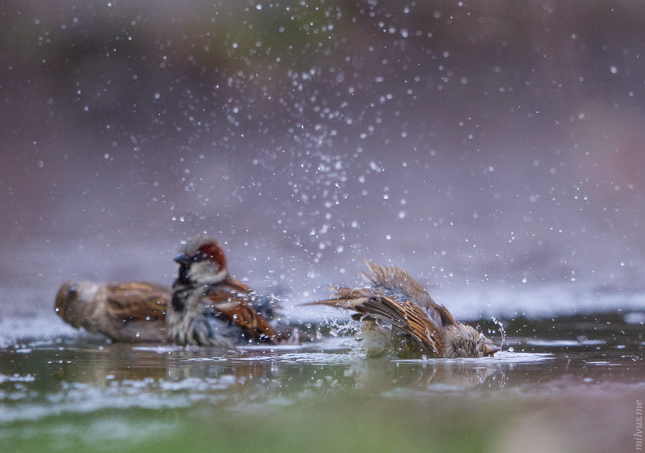 Bathing