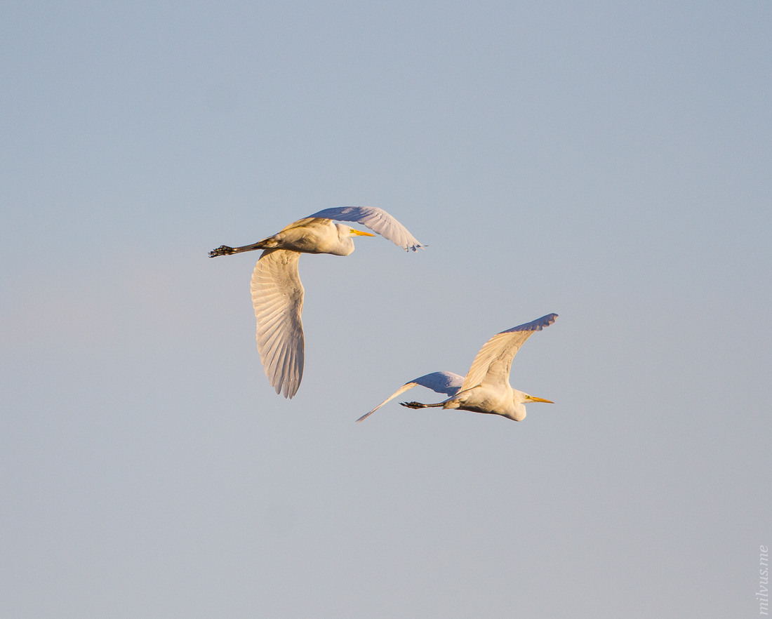 Great Egrets