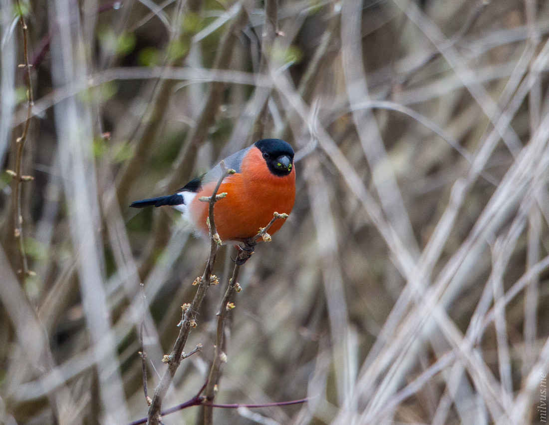 Eurasian bullfinch