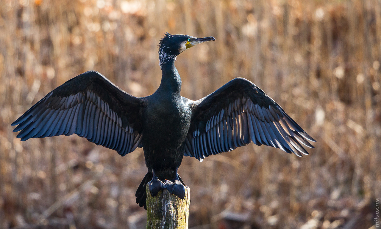 Cormorant