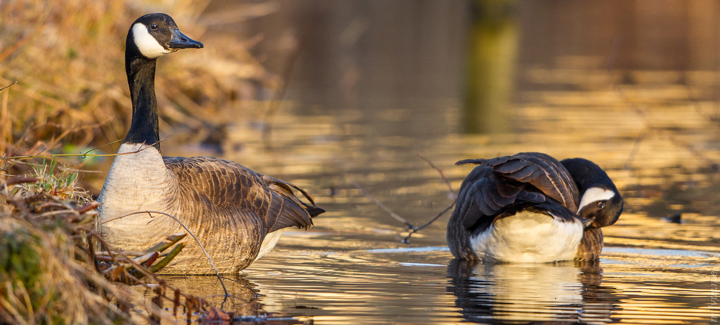 Multi Reflections