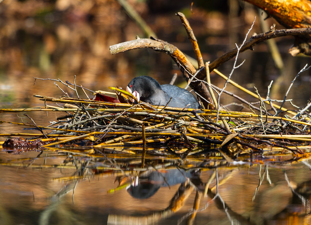 Nesting Coot