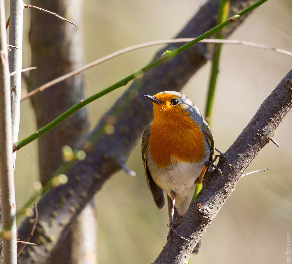 Robin Redbreast