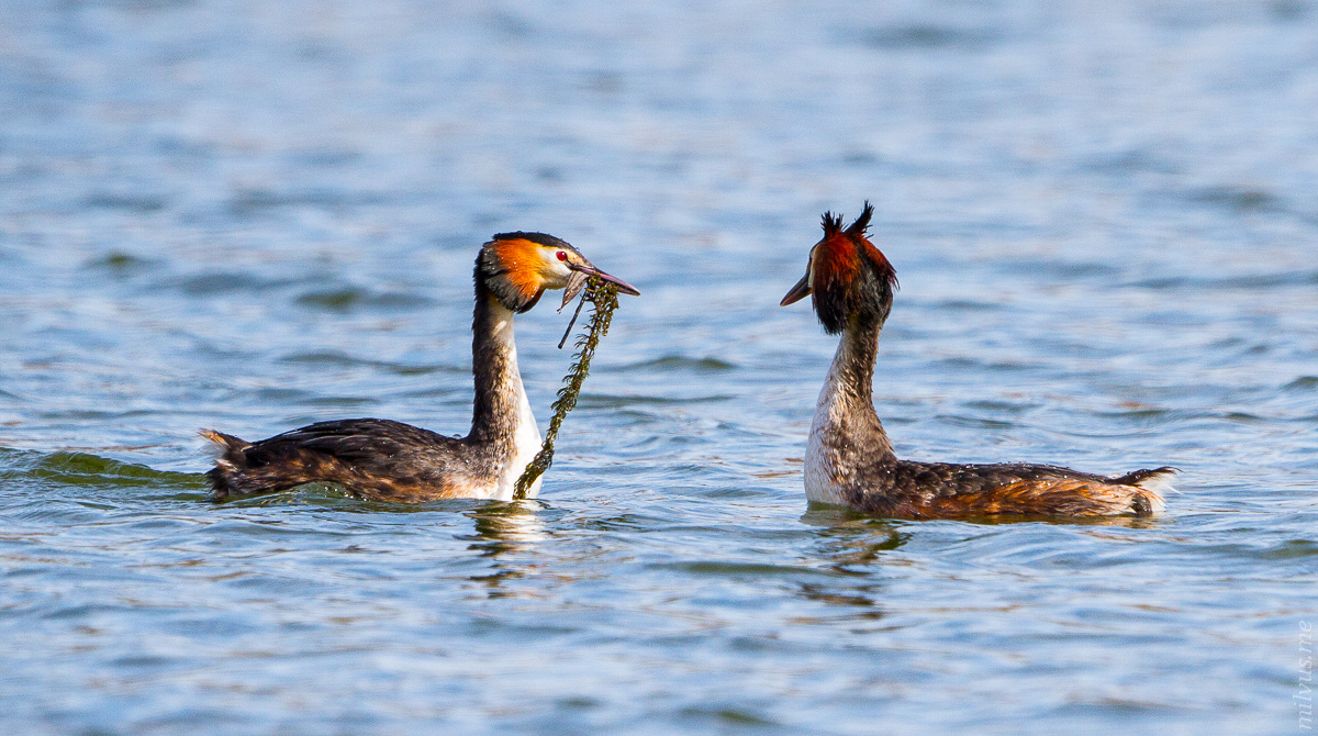 Courtship display