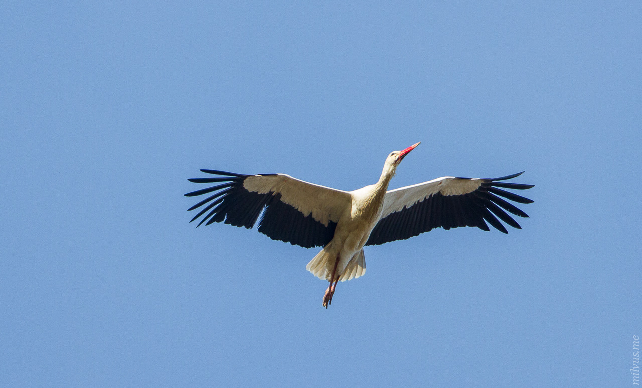 White Stork