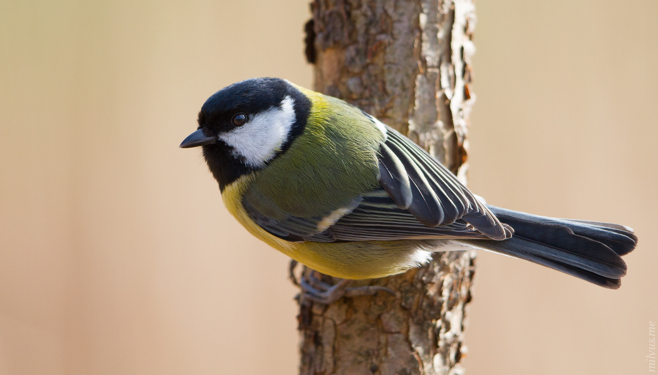 Great Tit