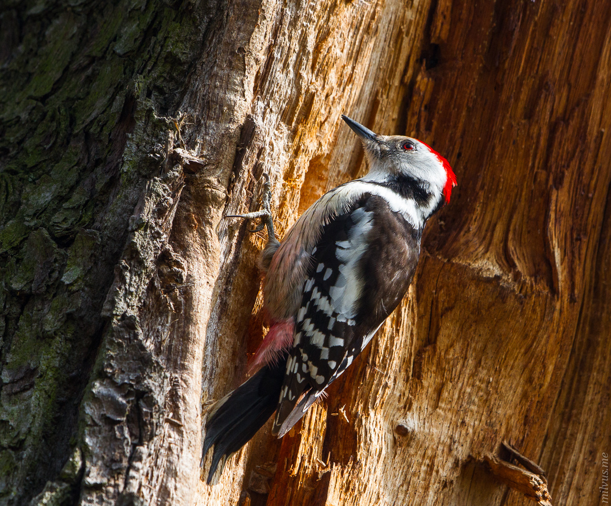 Middle spotted woodpecker