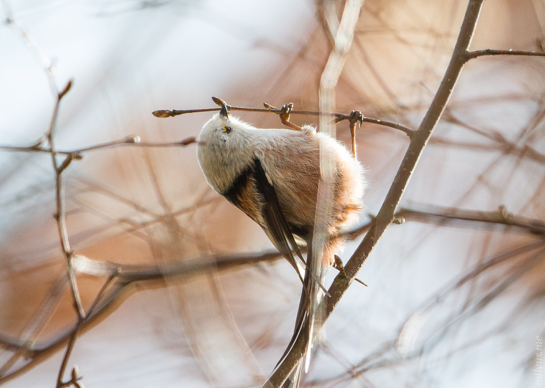 Long-Tailed Tit