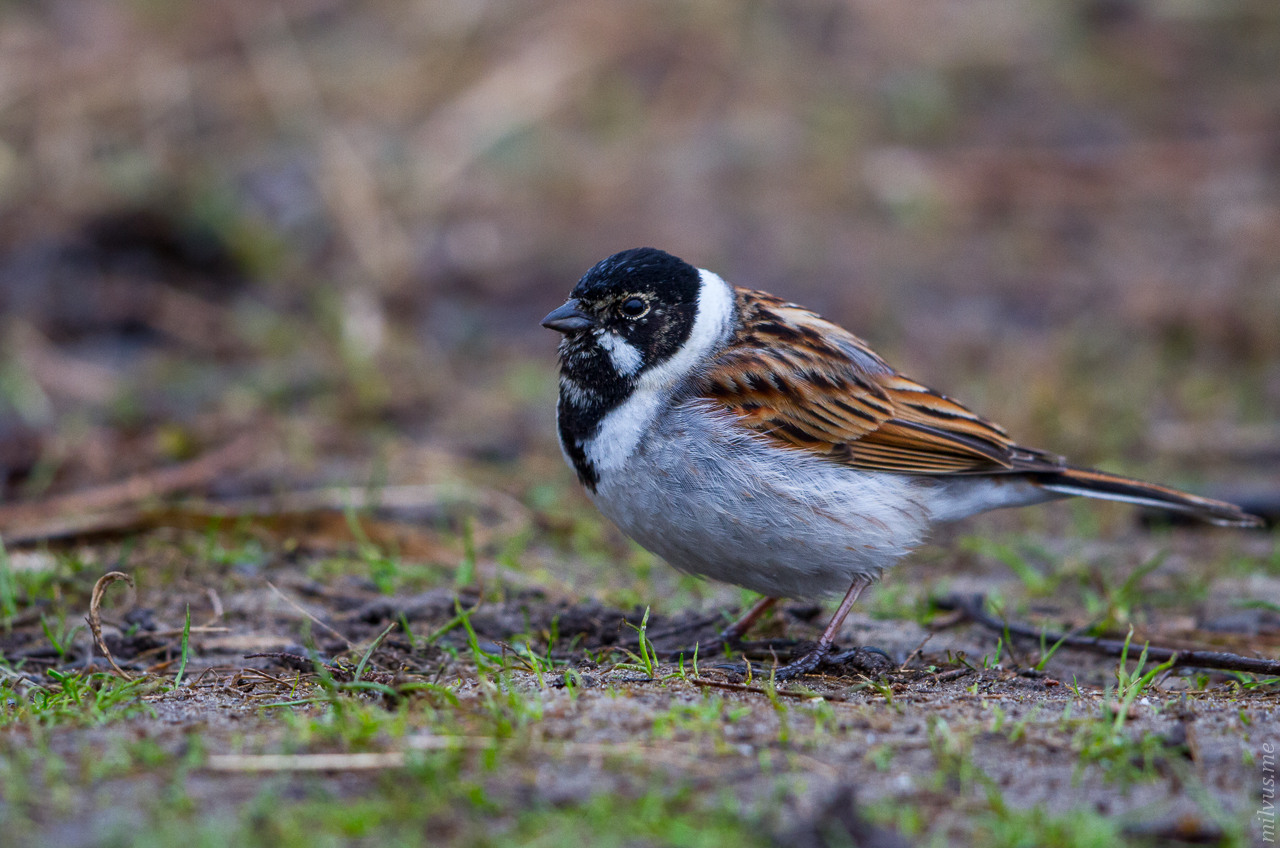 Reed Bunting