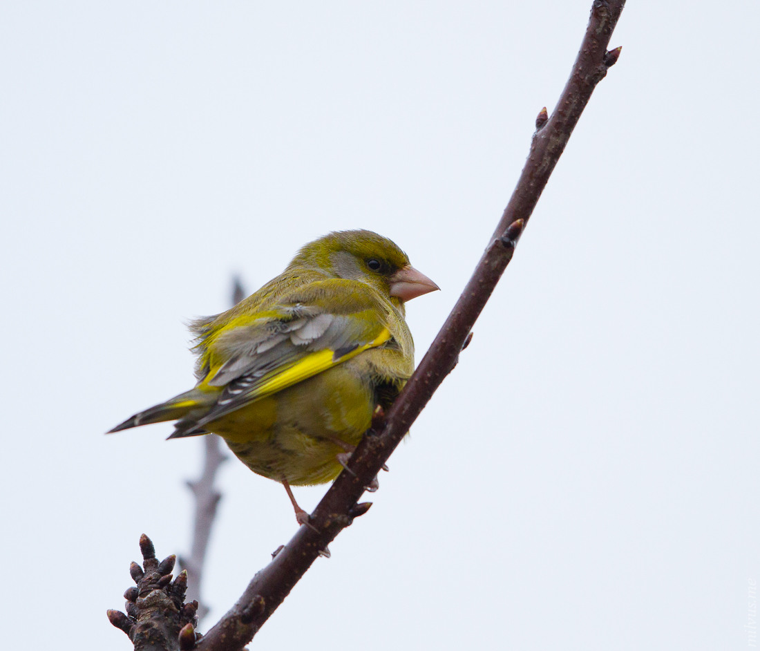 Greenfinch