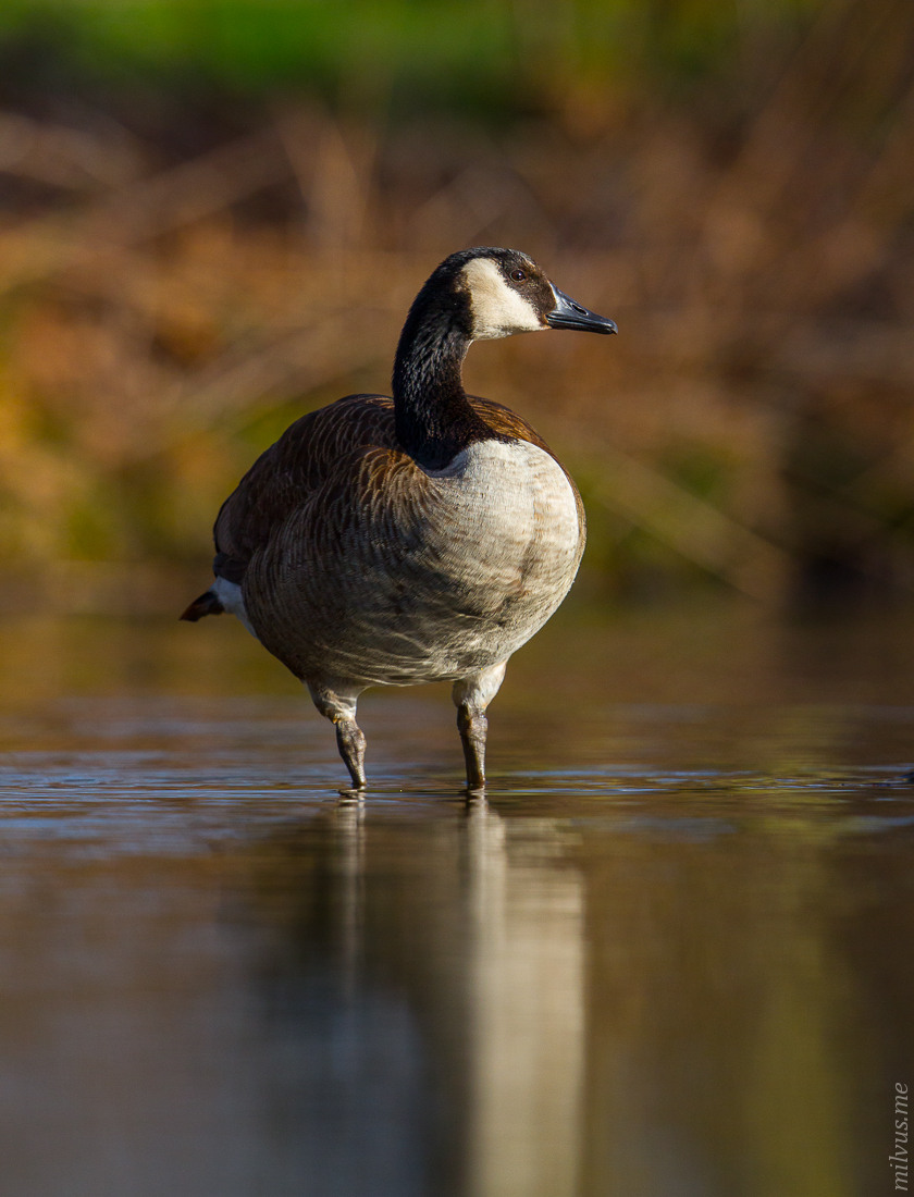 Canada Goose