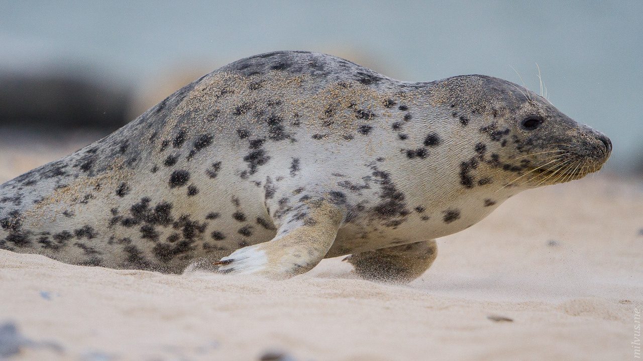 Harbor Seal