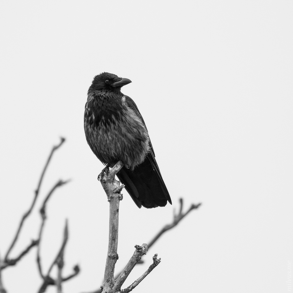Hooded Crow Hybrid
