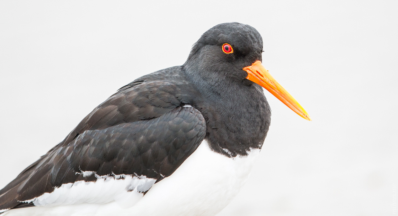 Oystercatcher