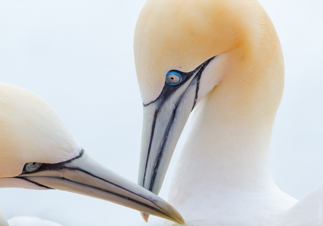 Northern Gannet