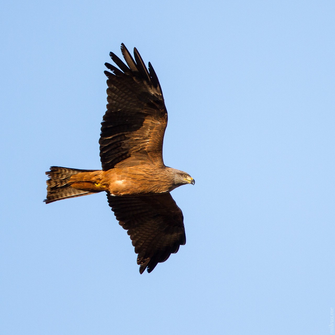 Black Kite